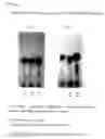 Fig. 17 - Inhibitor of protein modification products formation