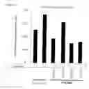 Fig. 20 - Inhibitor of protein modification products formation