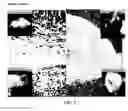 Fig. 08 - Processes for removing cells and cell debris from tissue and tissue constructs used in transplantation and tissue reconstruction