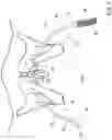 Fig. 02 - Devices for minimally invasive pelvic surgery