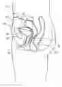 Fig. 01 - Bladder measurement