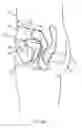 Fig. 02 - Bladder measurement