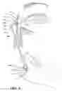 Fig. 04 - Transnasal method and catheter for lacrimal system