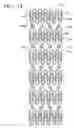 Fig. 20 - Vascular stent which is specially designed for the multiple drug loading and better drug elution