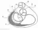 Fig. 01 - Apparatuses and methods for heart valve repair