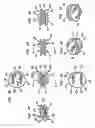 Fig. 05 - Intervertebral disc and insertion methods therefor