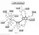 Fig. 114 - Crystals of inosine monophosphate dehydrogenase/oxidized inosine monophosphate thiomidate intermediate/mycophenolic acid (IIMPDH/XMP*/MPA)