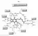 Fig. 115 - Crystals of inosine monophosphate dehydrogenase/oxidized inosine monophosphate thiomidate intermediate/mycophenolic acid (IIMPDH/XMP*/MPA)