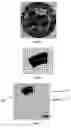 Fig. 04 - Interactive wide-angle video server