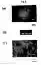 Fig. 02 - Method of differentiation from embryo-stem cell of primate to hematogenous cell