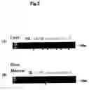 Fig. 03 - Method of differentiation from embryo-stem cell of primate to hematogenous cell