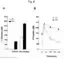 Fig. 07 - Type 2 diabetic non-human mammals and methods of use
