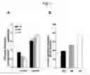 Fig. 08 - Type 2 diabetic non-human mammals and methods of use