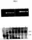 Fig. 05 - Plastid genetic engineering via somatic embryogenesis