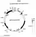Fig. 09 - Plastid genetic engineering via somatic embryogenesis