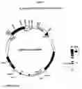 Fig. 10 - Plastid genetic engineering via somatic embryogenesis