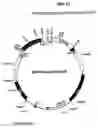 Fig. 14 - Plastid genetic engineering via somatic embryogenesis