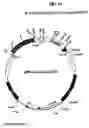 Fig. 15 - Plastid genetic engineering via somatic embryogenesis