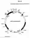 Fig. 24 - Plastid genetic engineering via somatic embryogenesis