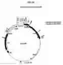 Fig. 25 - Plastid genetic engineering via somatic embryogenesis