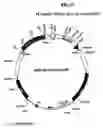 Fig. 26 - Plastid genetic engineering via somatic embryogenesis