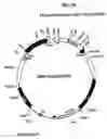 Fig. 27 - Plastid genetic engineering via somatic embryogenesis