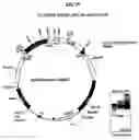 Fig. 28 - Plastid genetic engineering via somatic embryogenesis
