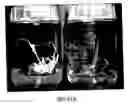 Fig. 33 - Plastid genetic engineering via somatic embryogenesis