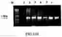 Fig. 34 - Plastid genetic engineering via somatic embryogenesis