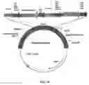 Fig. 40 - Plastid genetic engineering via somatic embryogenesis