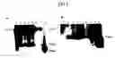 Fig. 05 - Expression of the human igf-1 in transgenic plastids