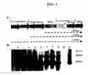 Fig. 06 - Expression of the human igf-1 in transgenic plastids