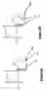 Fig. 13 - High branch tree saw