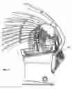 Fig. 20 - Citrus reamer and press