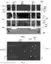 Fig. 04 - Microelectronic 3-D package defining thermal through vias and method of making same