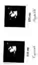 Fig. 07 - Method for correlating spectroscopic measurements with digital images of contrast enhanced tissue