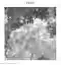 Fig. 08 - Apparatus and method for processing image including white balance correction
