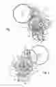 Fig. 02 - Watch whose movement includes a constant force device