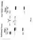 Fig. 25 - Methods and compositions for increasing antibody production