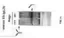 Fig. 27 - Methods and compositions for increasing antibody production