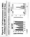 Fig. 15 - Methods for delivering MBD peptide-linked agent into cells under conditions of cellular stress