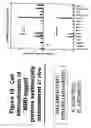 Fig. 20 - Methods for delivering MBD peptide-linked agent into cells under conditions of cellular stress