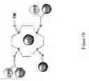 Fig. 03 - MULTIFUNCTIONAL CORE FOR MOLECULAR IMAGING AND TARGETED DELIVERY OF MACROMOLECULES AND DRUGS