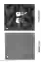 Fig. 17 - MULTIFUNCTIONAL CORE FOR MOLECULAR IMAGING AND TARGETED DELIVERY OF MACROMOLECULES AND DRUGS