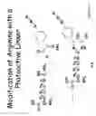 Fig. 23 - MULTIFUNCTIONAL CORE FOR MOLECULAR IMAGING AND TARGETED DELIVERY OF MACROMOLECULES AND DRUGS
