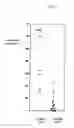 Fig. 02 - Airway Alkalinization as Therapy for Airway Diseases