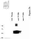 Fig. 05 - Polypeptide
