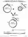Fig. 02 - Recombinase-Based System for Expression of Foreign Proteins Using Adenovirus Vectors