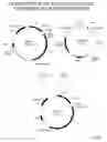 Fig. 13 - Recombinase-Based System for Expression of Foreign Proteins Using Adenovirus Vectors