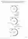 Fig. 15 - Recombinase-Based System for Expression of Foreign Proteins Using Adenovirus Vectors